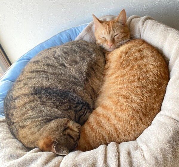 こんぶくんと仲良く眠るちくわくん