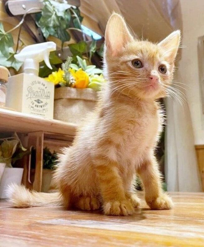 生後約2カ月の猫