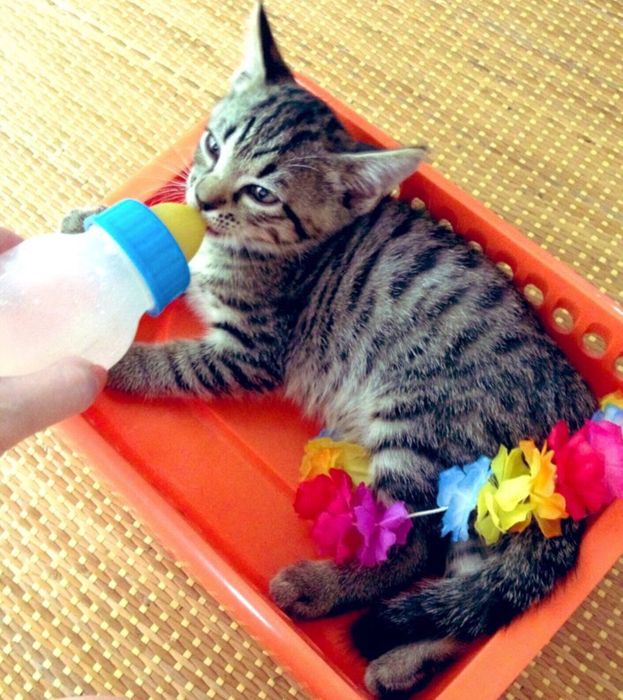 ミルクを飲むちょびちゃん