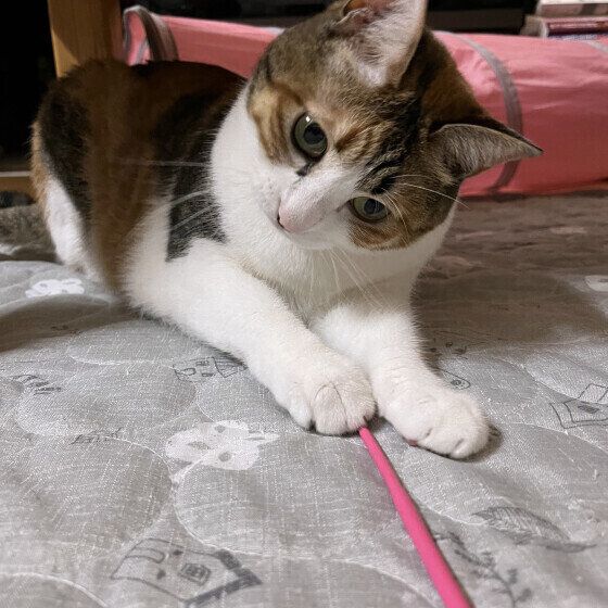 Mix（ミケ）のリコちゃん♪