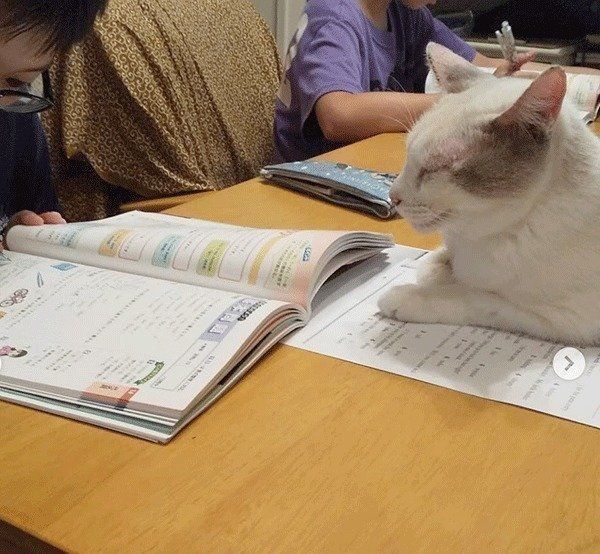 宿題をしているか見張る猫