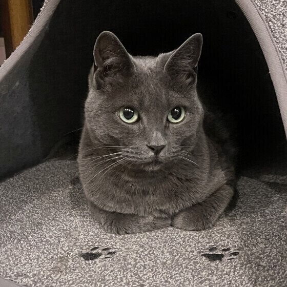 グレーのグレちゃん