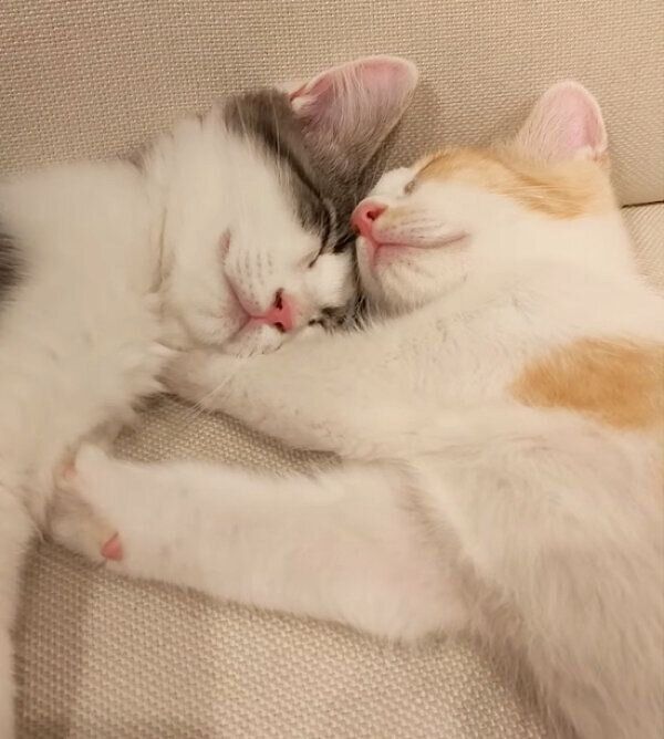 ソファで眠るこむぎくん、やまとくん