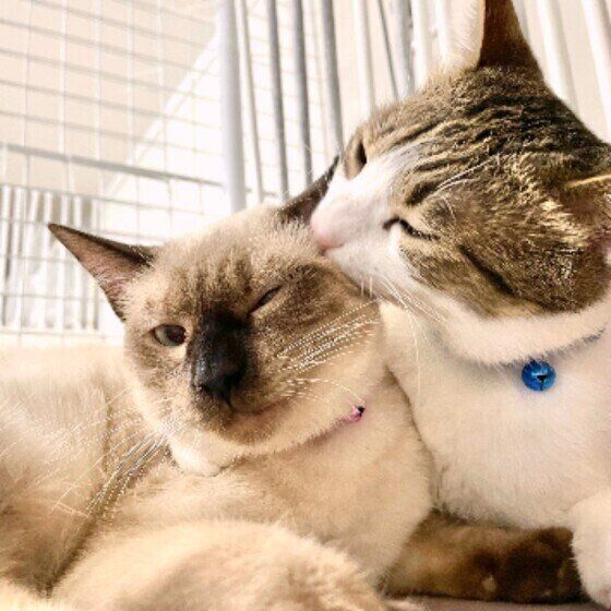 しつこい毛づくろいに迷惑そうな小春ちゃん