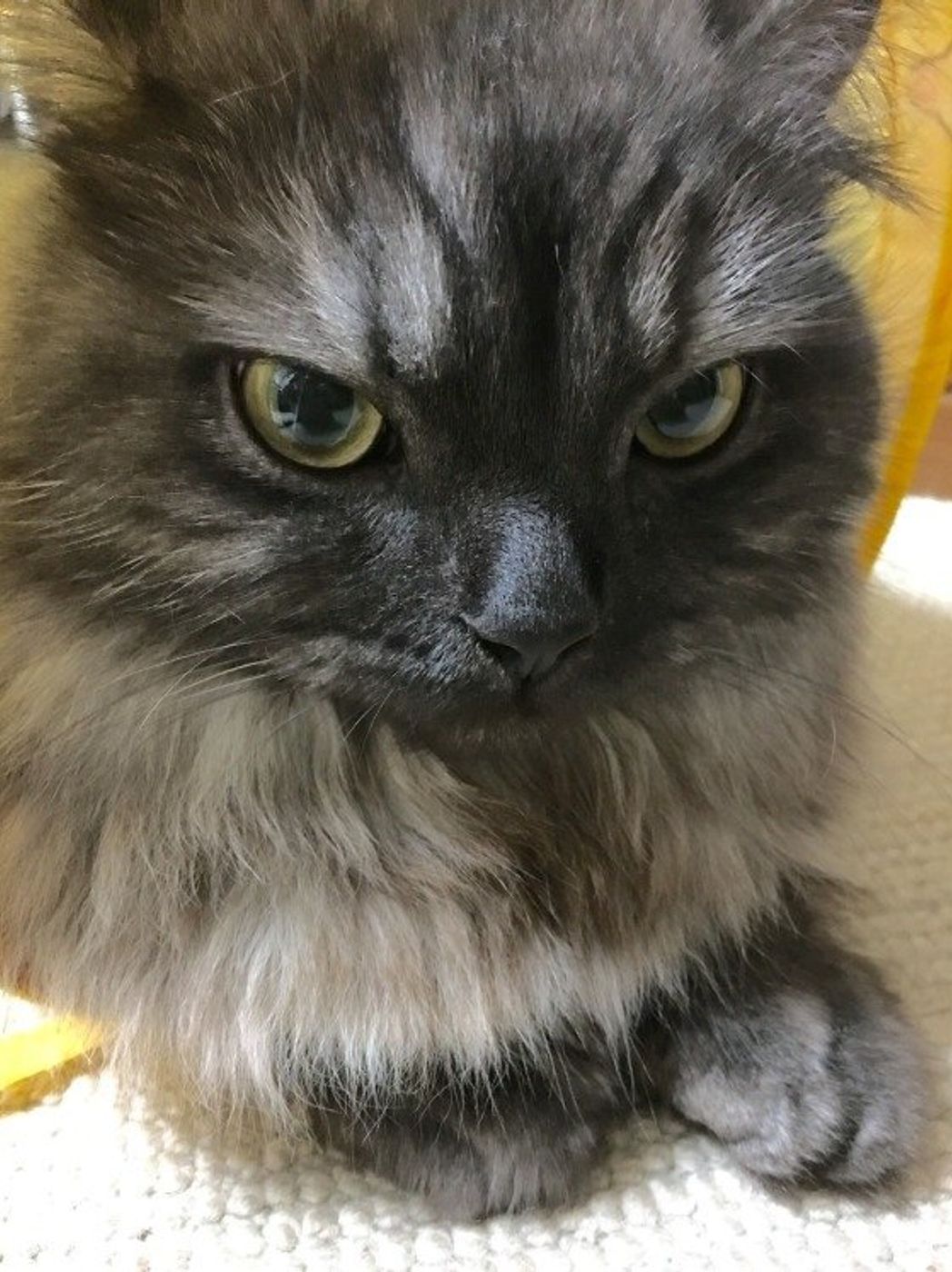 ヘミングウェイもニュートンも 有名な偉人達の 愛猫家 エピソード ねこのきもちweb Magazine ヘミングウェイもニュートンも 有名な偉人達の 愛猫家 エピソード ねこのきもちweb Magazine