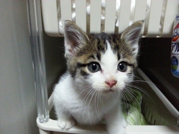 こまる　MIX　サビ