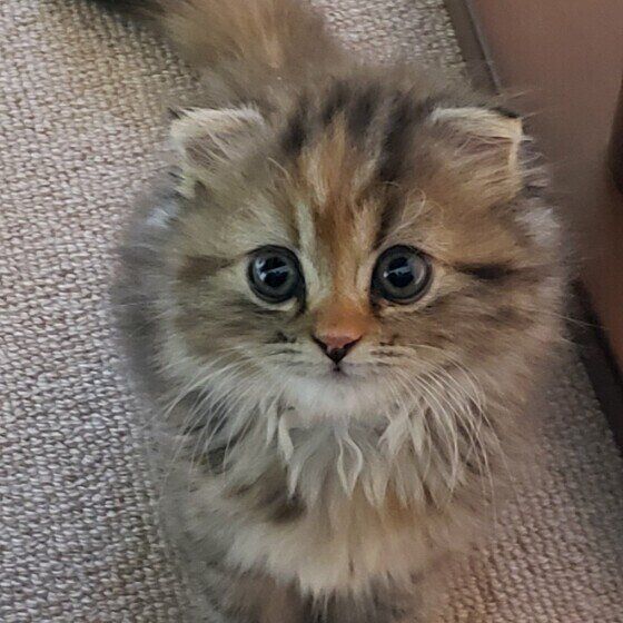 ちょっぴり怖がりでおっとりさんなアジュちゃん