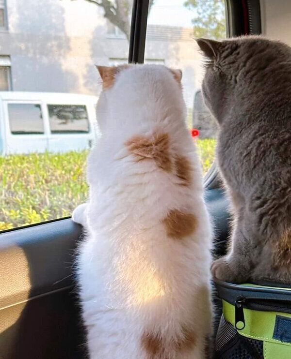 窓の外を見るニットちゃん、ポッケくん