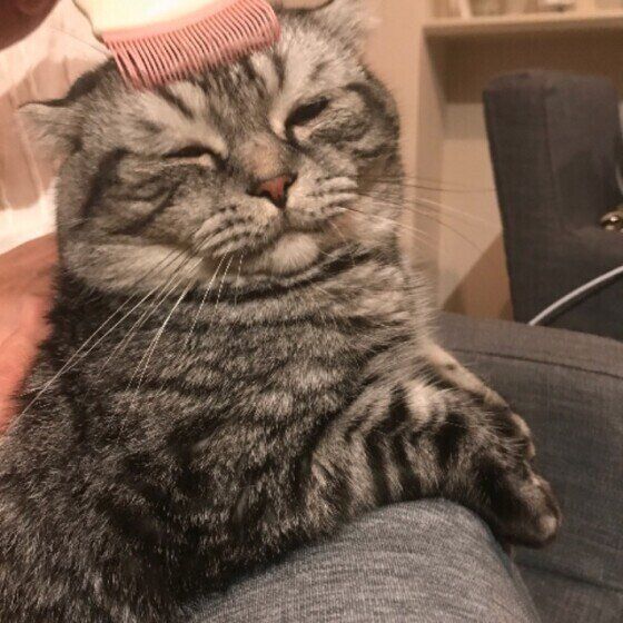 スコティッシュフォールドのマメくん♪