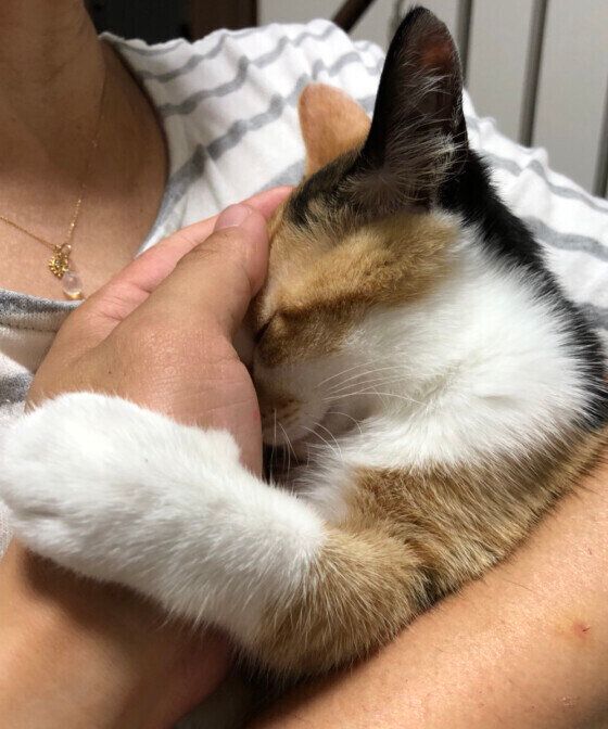 飼い主さんのニオイを嗅ぐ三毛猫