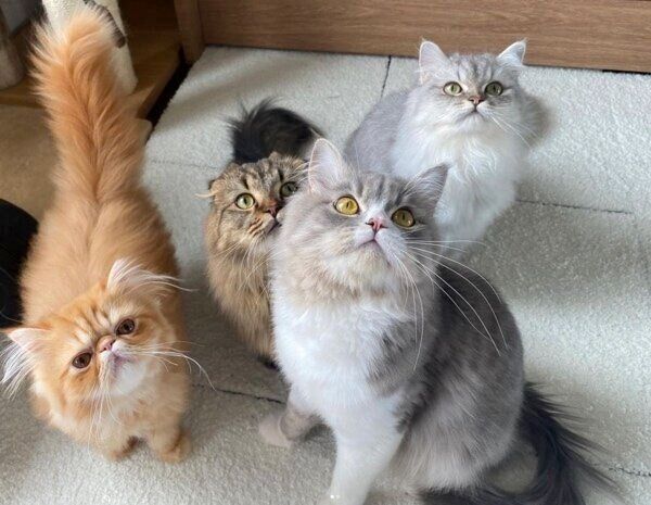 はまちくん、しらすくん、ぱんちゃん、ぶちゃくん