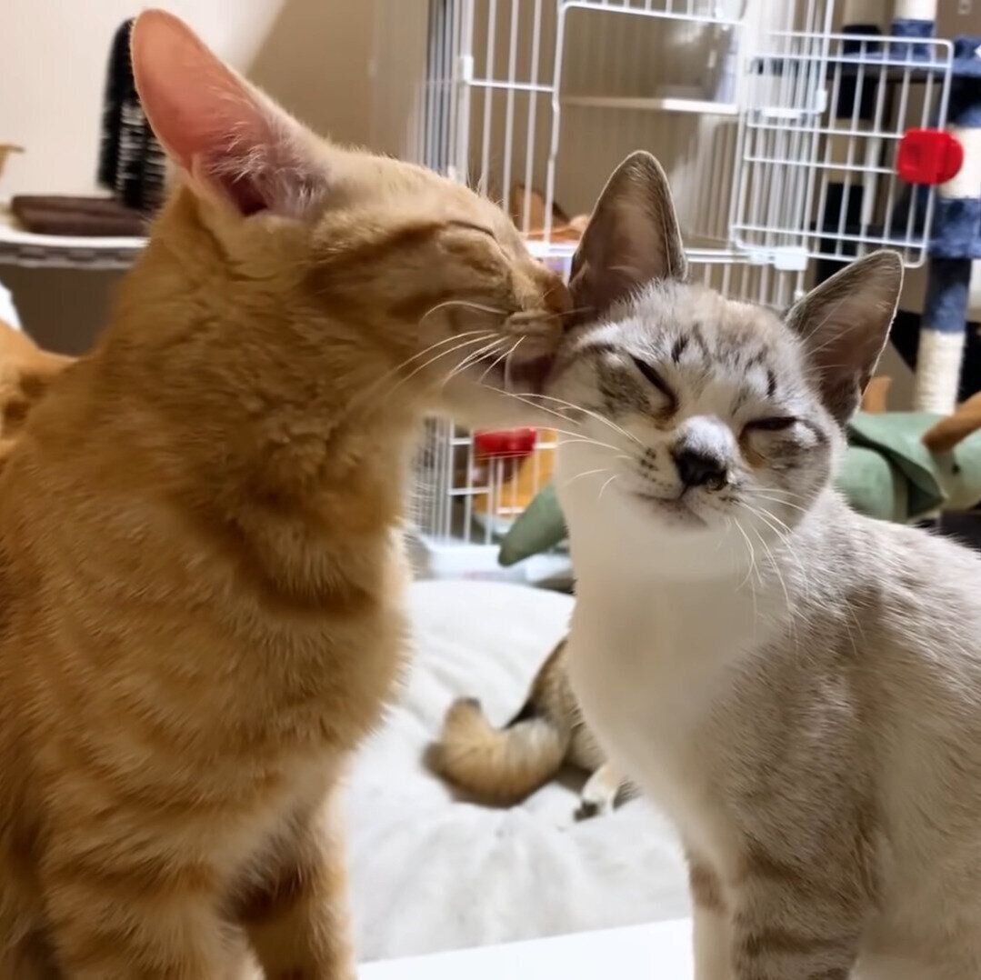 仲良しなリクちゃんとリノちゃん