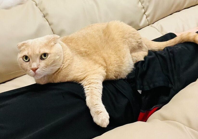 飼い主の体の上に乗るスコティッシュフォールド