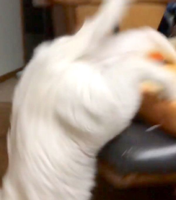 イスから落ちるぷるちゃん