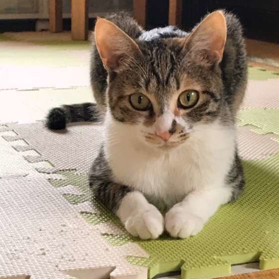 伏せをする三毛猫