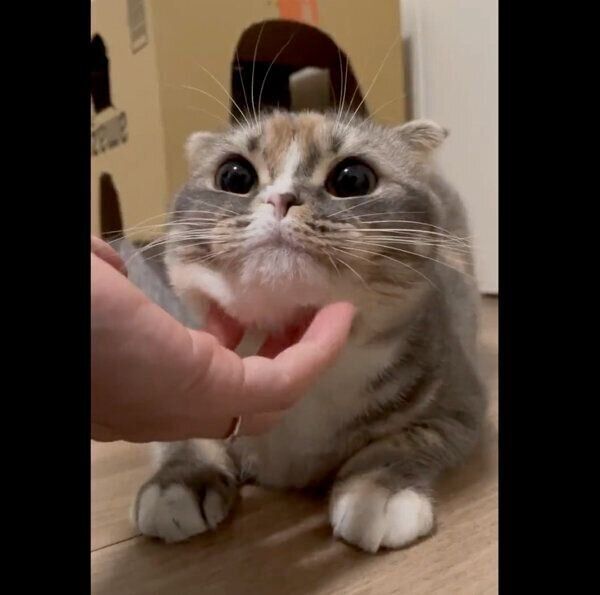 あごをナデナデしてもらうほたてちゃん