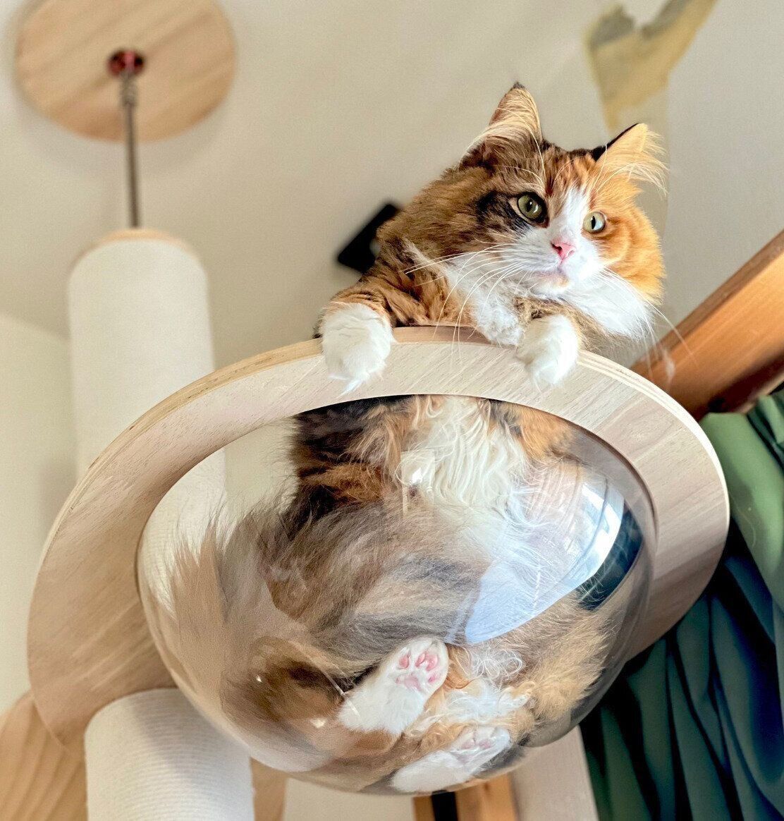 キャットタワーでくつろぐ麦ちゃん