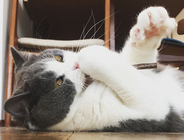 またたびを食べるブリティッシュショートヘア