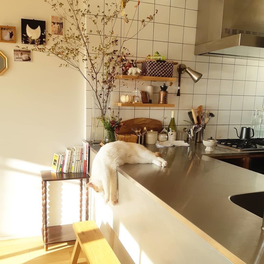 とろけるハク君