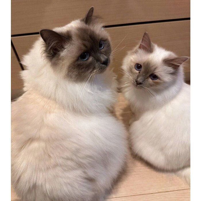 みんちゃん、ぽんちゃん。