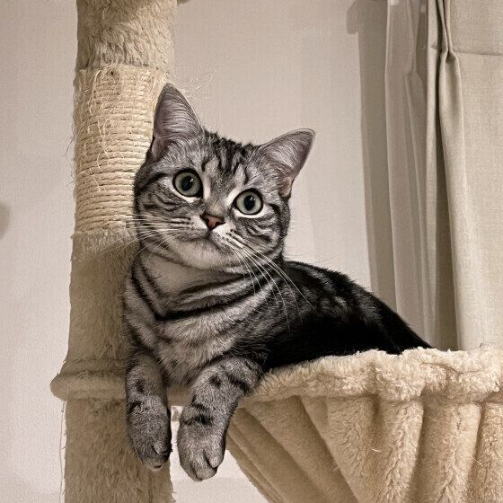 アメリカンショートヘアのうたちゃん