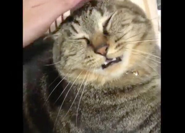 ナデナデしてもらうイサムちゃん