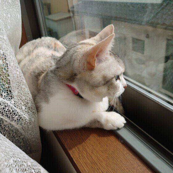 窓の外を眺めるココちゃん（MIX）