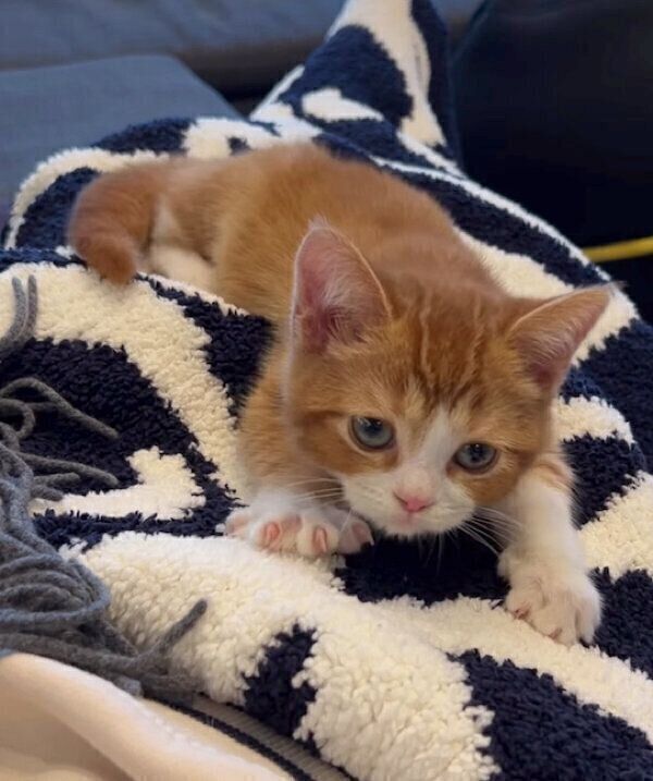 ふみふみをする、みーくん