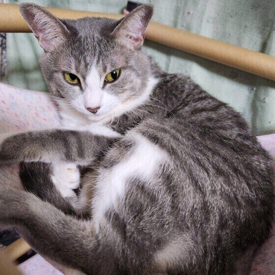 Mix（サバトラ）のみかんちゃん♪