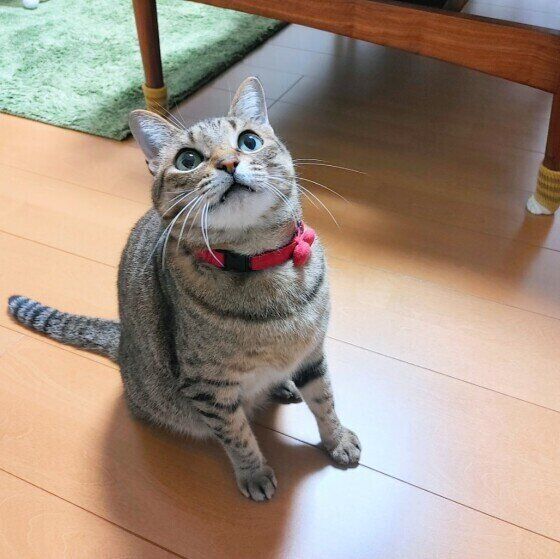 じっと見つめる猫