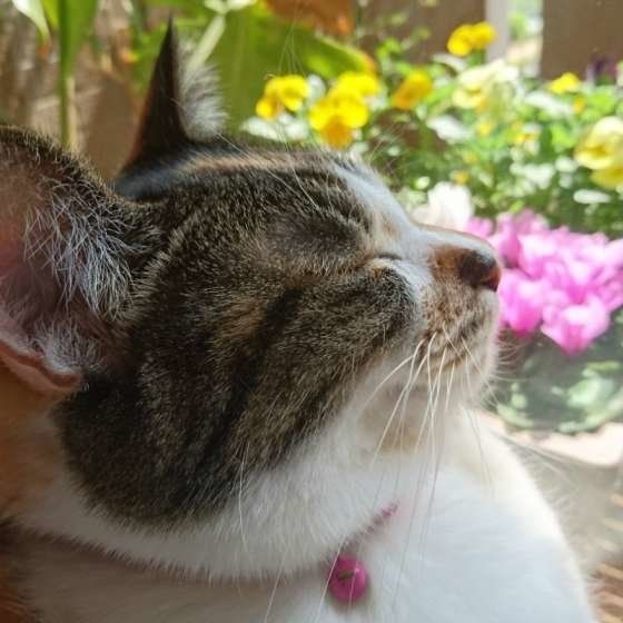 MIX　ミケ　ミーちゃん