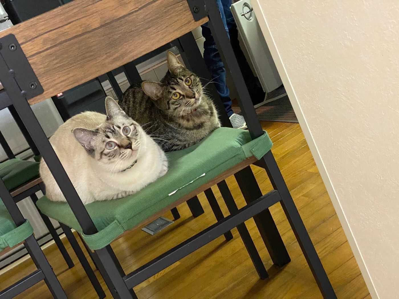まるで門番 ある日 帰宅したら 同じ体制で飼い主を見つめる2匹の猫の姿が話題に ねこのきもちweb Magazine まるで門番 ある日 帰宅したら 同じ体制で飼い主を見つめる2匹の猫の姿が話題に ねこのきもちweb Magazine