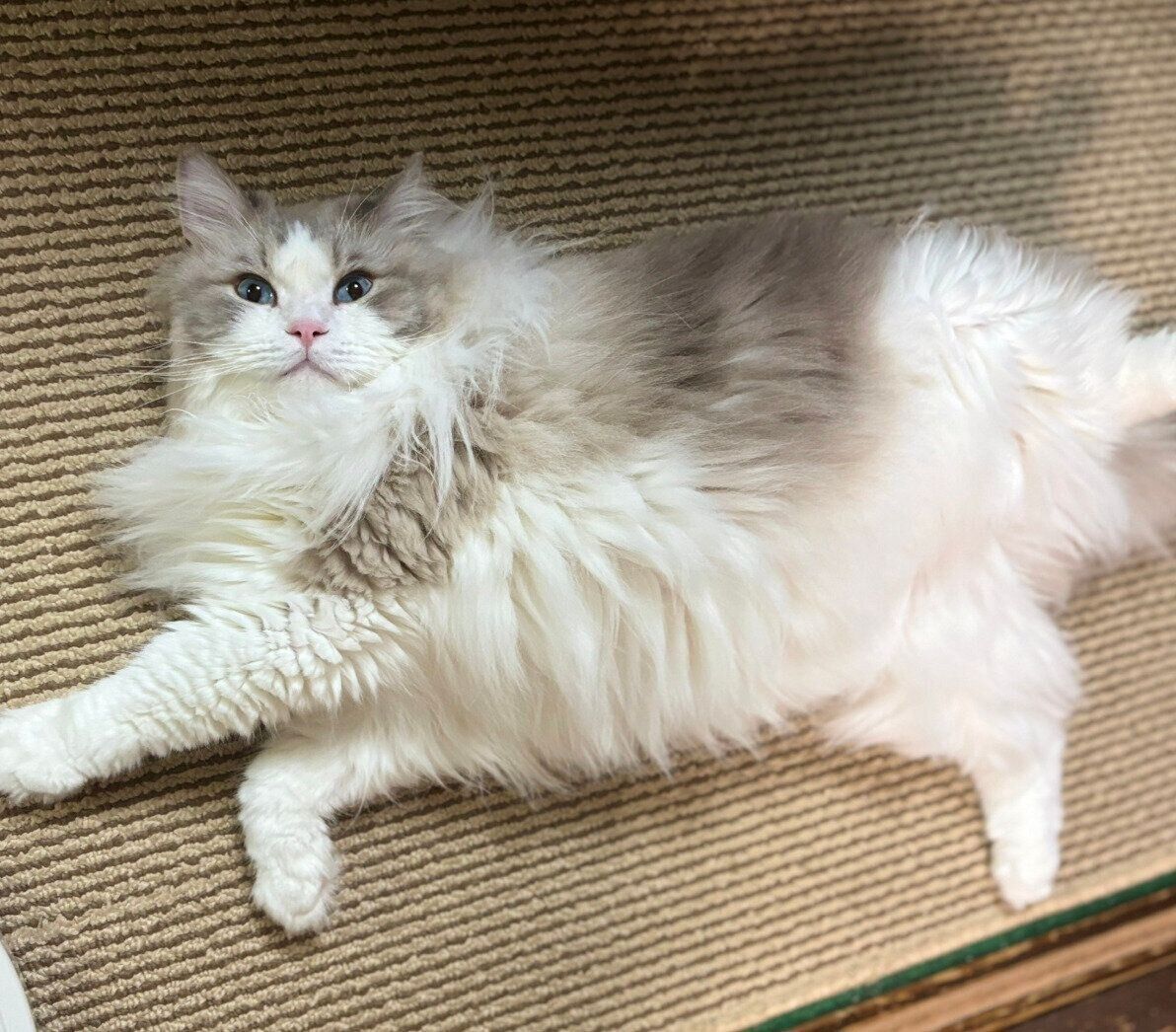 床でごろんと寝転がるしろくん