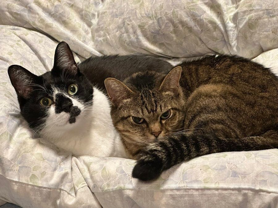 仲よく寝転がるてんてんくんとさくらちゃん