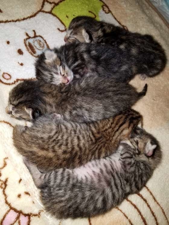 サバトラの赤ちゃんの猫団子