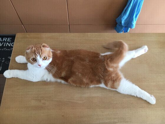 響　スコティッシュフォールド　スーパーマン