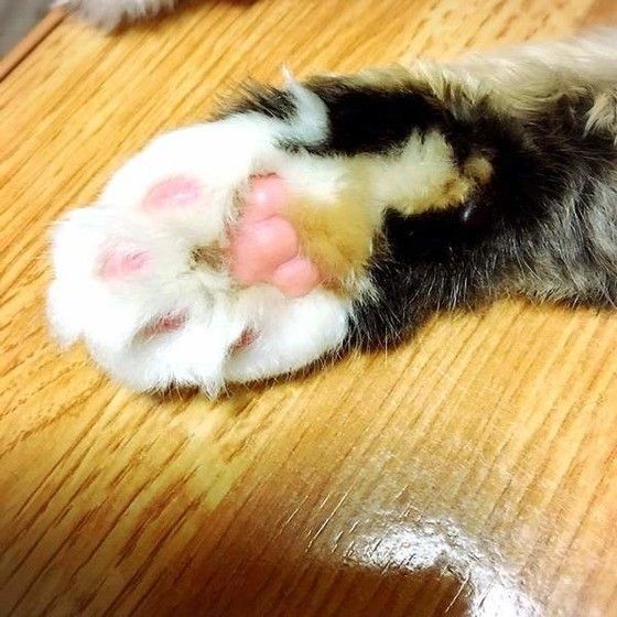 メインクーンの肉球