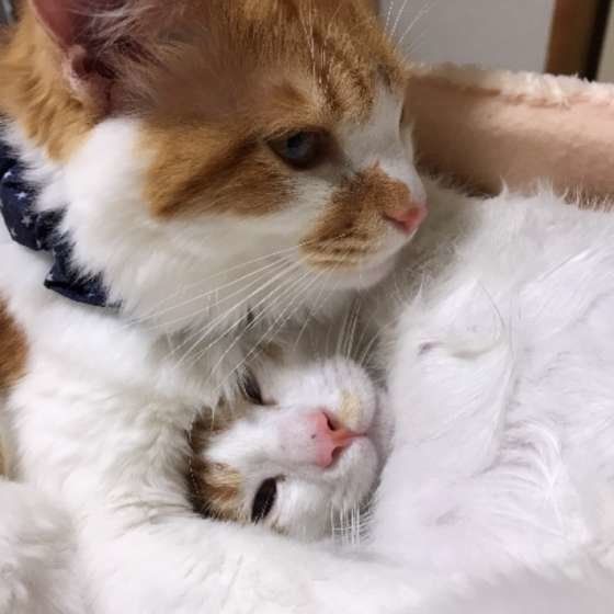 くっつく2ひきの猫