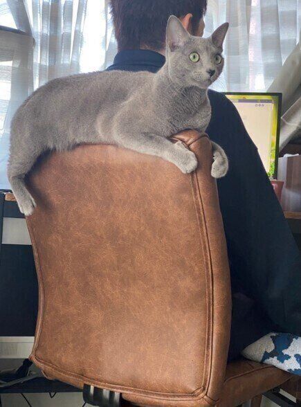 ねこのきもちWEB MAGAZINE ねこの日企画「MEN'S CAT」