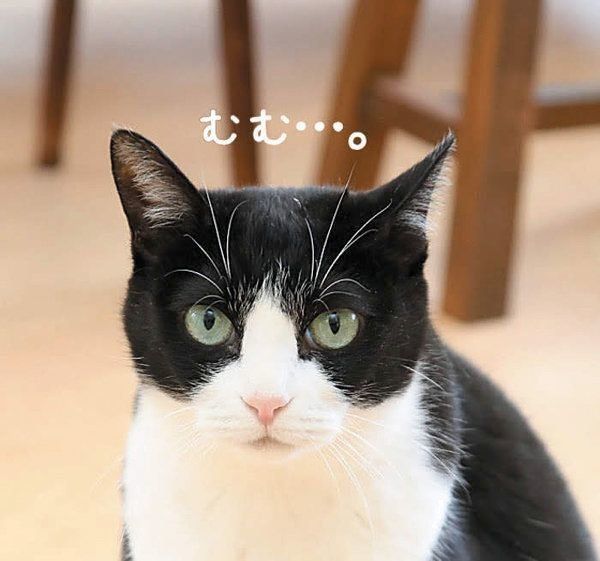 耳でわかる猫の気持ち