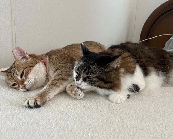 くつろぐなるちゃん、ルナちゃん