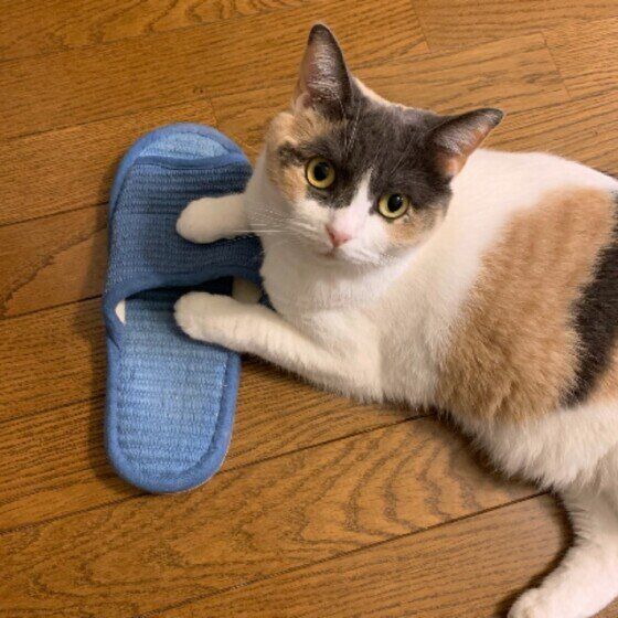 スリッパをかかえるマンチカン