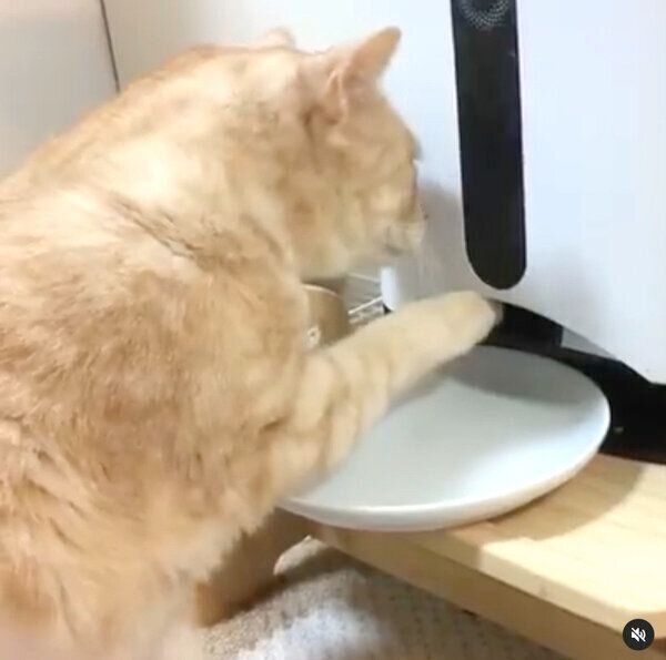 カリカリが食べたい、にゃーにゃくん