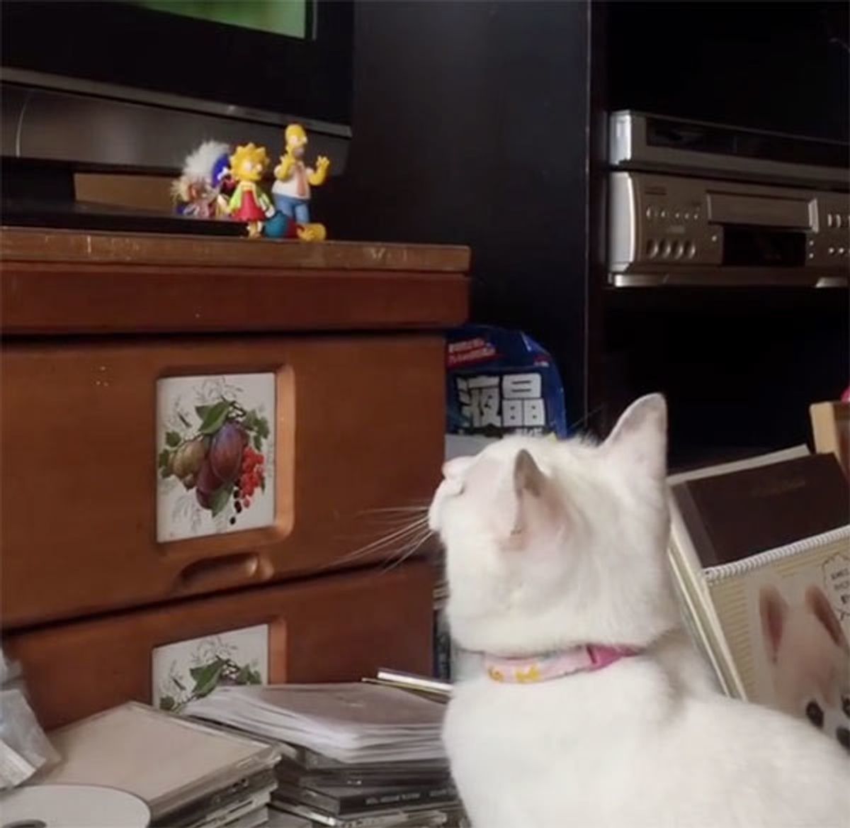 専門家が解説 猫の目には パソコンやテレビの映像はどう見えてる ねこのきもちweb Magazine 専門家が解説 猫の目には パソコンやテレビの映像はどう見えてる ねこのきもちweb Magazine