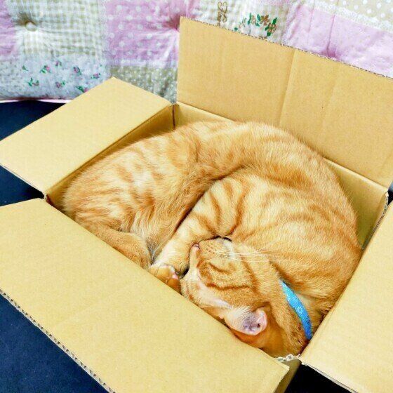 ダンボール箱と猫