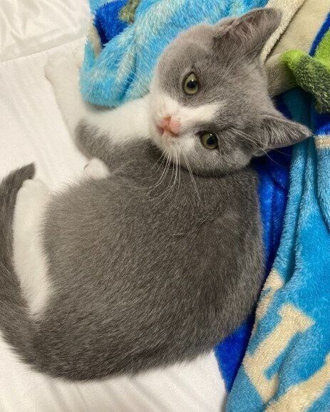 生後2カ月のブリティッシュショートヘアの子猫