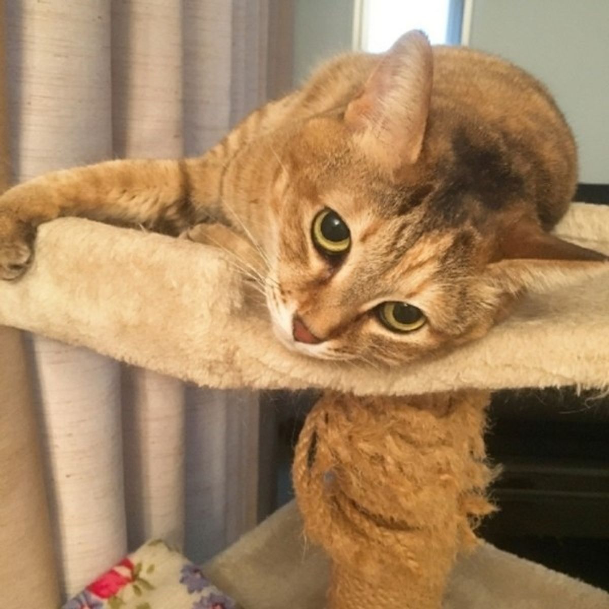 獣医師が解説 1粒でも危険 猫 チョコレートの致死量とは ねこのきもちweb Magazine