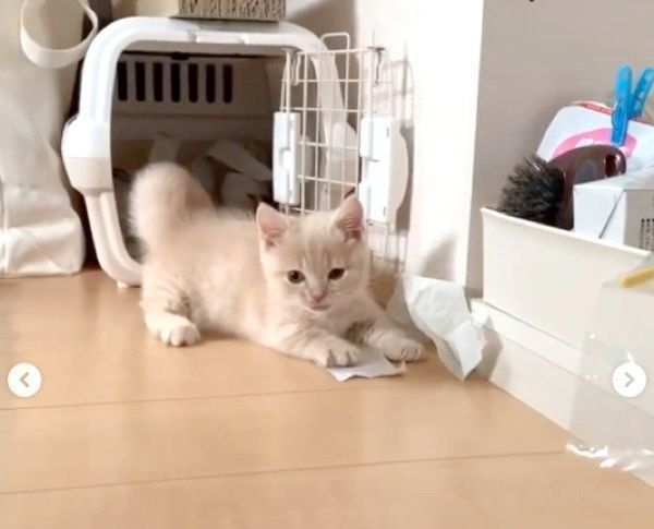 無邪気に遊ぶむぎくん