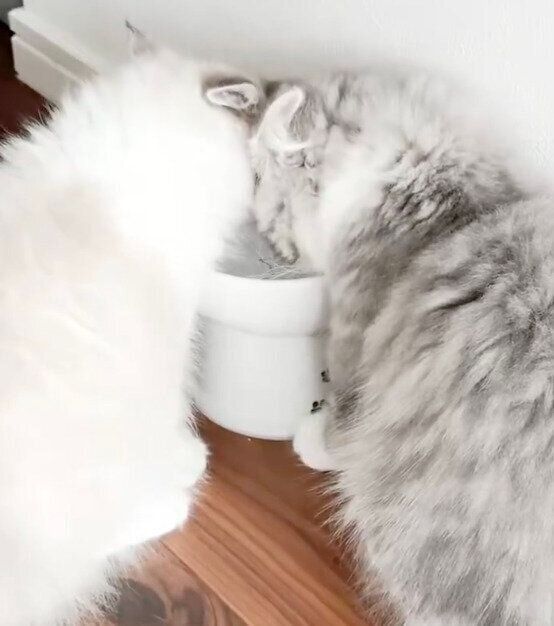 仲良く水を飲むつむじくん、ぎんじくん