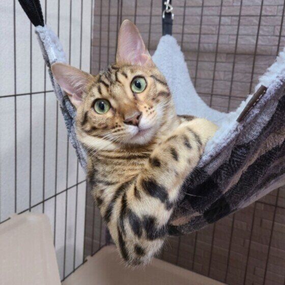 ベンガルのメンマくん